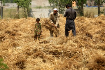 PAKISTAN AGRICULTURE WHEAT HAY