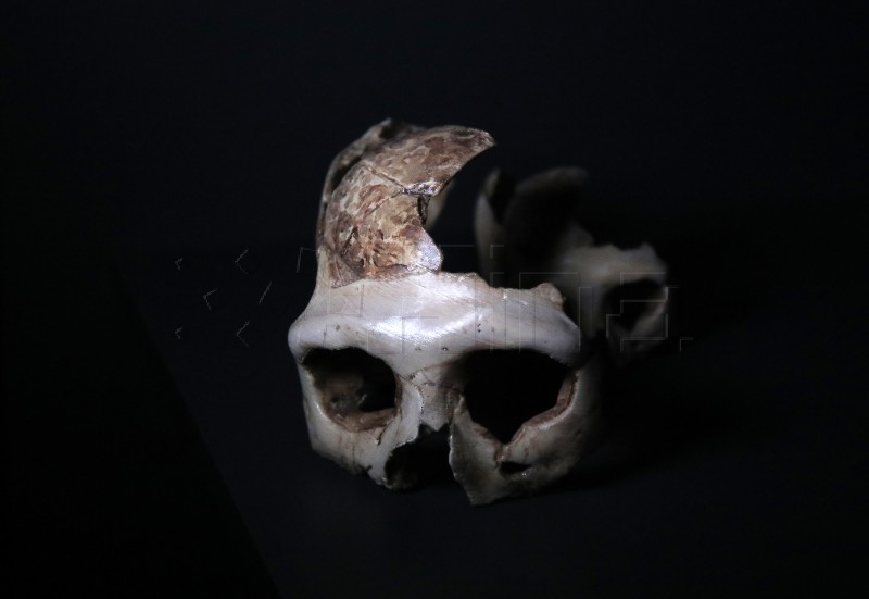 Izložba "Lubanja C – svjetska paleoantropološka baština"