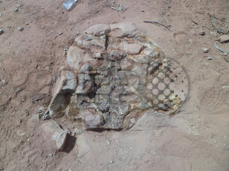 ARGENTINA-PALEONTOLOGY-BIOLOGY-SCIENCE-DINOSAUR