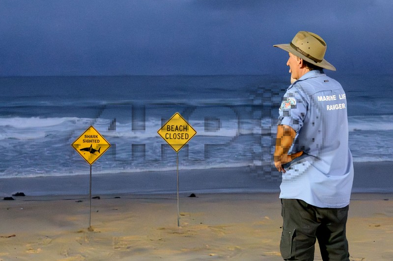AUSTRALIA-SHARK-ANIMAL