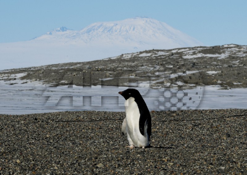 FILES-ANTARCTICA-ENVIRONMENT-CLIMATE-ANIMAL