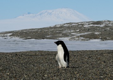 FILES-ANTARCTICA-ENVIRONMENT-CLIMATE-ANIMAL