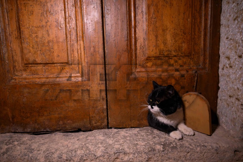 TURKEY-ANIMAL-CATS