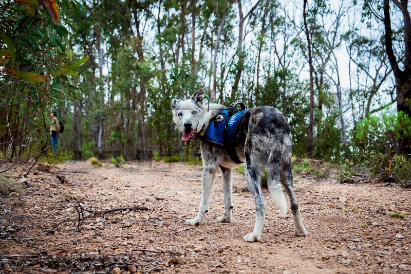 AUSTRALIA-ANIMAL