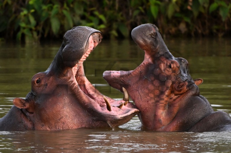 FILES-COLOMBIA-ANIMAL-HIPPOS-ESCOBAR
