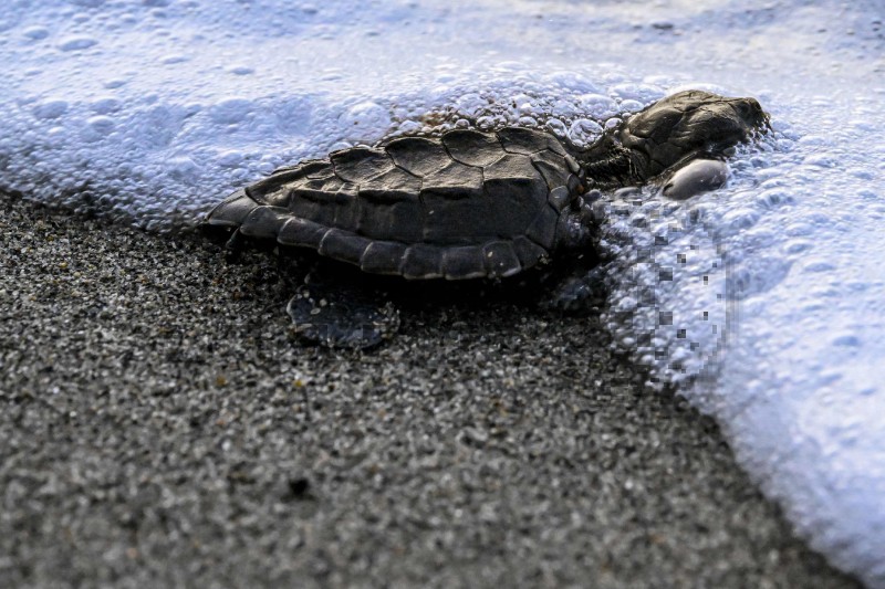 INDONESIA-CONSERVATION-ANIMAL-TURTLES