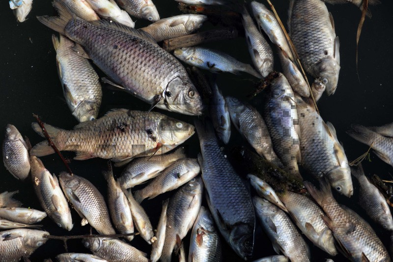IRAQ-ECONOMY-ENVIRONMENT-FISH