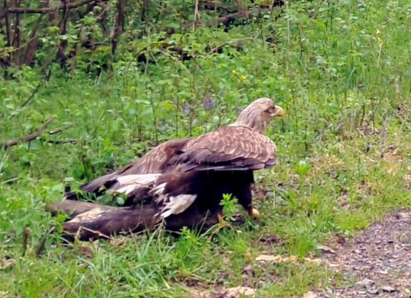 Čuvari prirode u Lonjskom polju spasili ozlijeđenog orla štekavca
