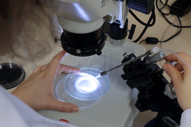 Znanstvenici IRB-a otkrili molekularne škare važne za prve sate života embrija