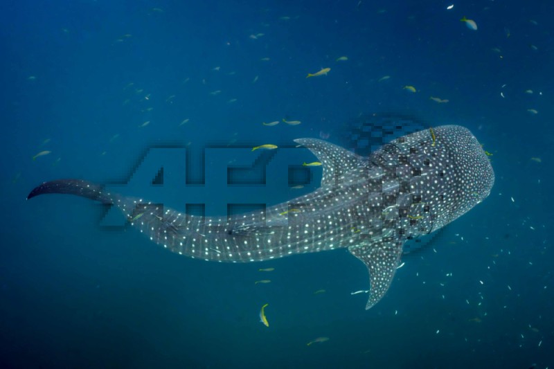 INDONESIA-ANIMALS-OCEAN-RESEARCH-WHALESHARK-ENVIRONMENT