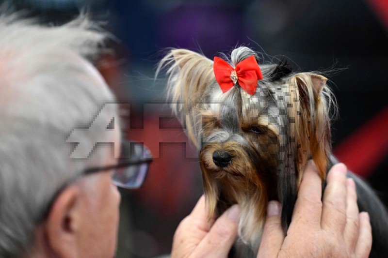GERMANY-LIFESTYLE-ANIMAL-DOGS-FAIR