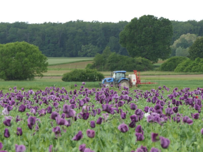 Polja ljubičastog maka privlače brojne prolaznike