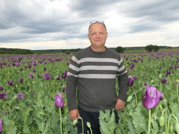 Polja ljubičastog maka privlače brojne prolaznike