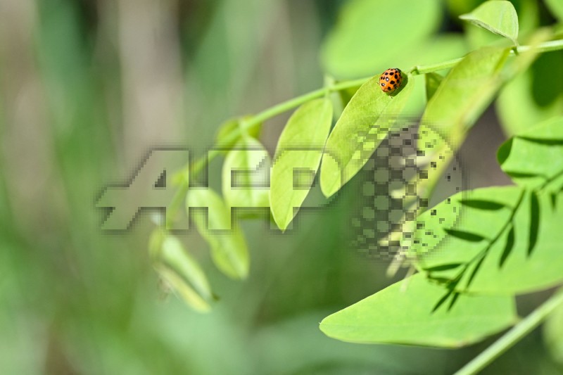 FRANCE-NATURE-INSECT-PLANT