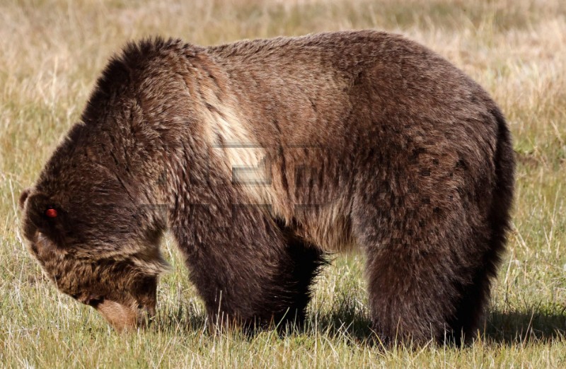 US-YELLOWSTONE:-AMERICA'S-FIRST-NATIONAL-PARK