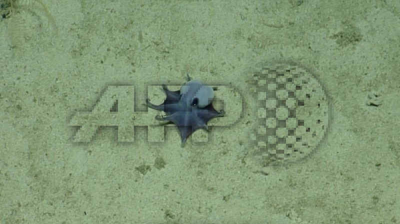 SCIENCE-ANIMALS-RESEARCH