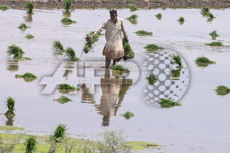 PAKISTAN-ECONOMY-BUDGET-AGRICULTURE