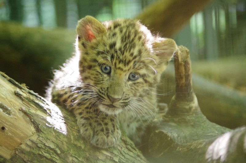 Two Chinese leopard cubs born at Zagreb Zoo, first in Europe in 2026