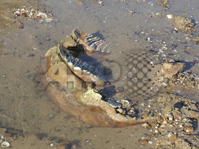 BULGARIA-SCIENCE-DROUGHT-ANIMAL-CLIMATE-HEATWAVE