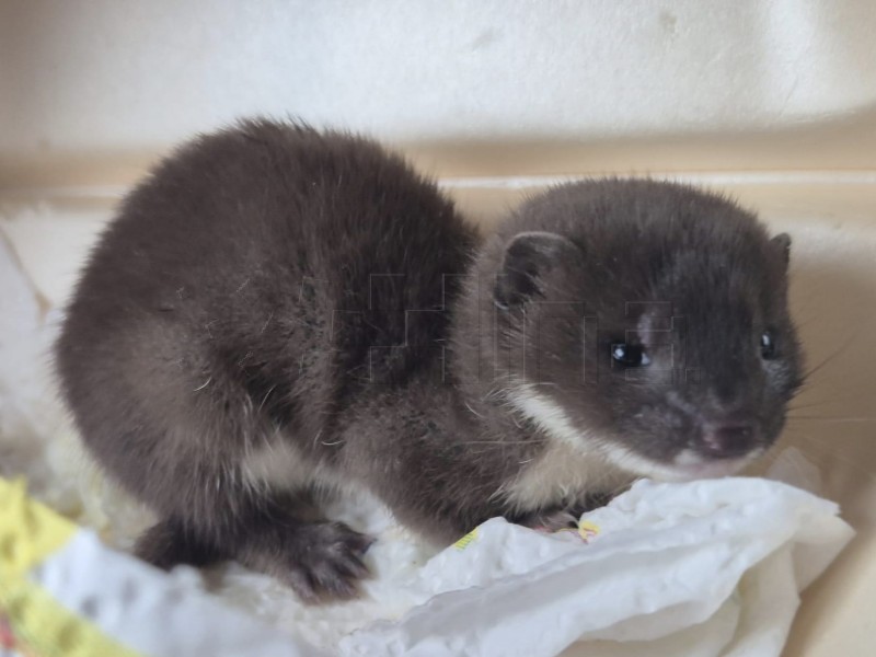 ZOO Zagreb: U prvoj polovini godine zbrinuto rekordnih 1011 divljih životinja