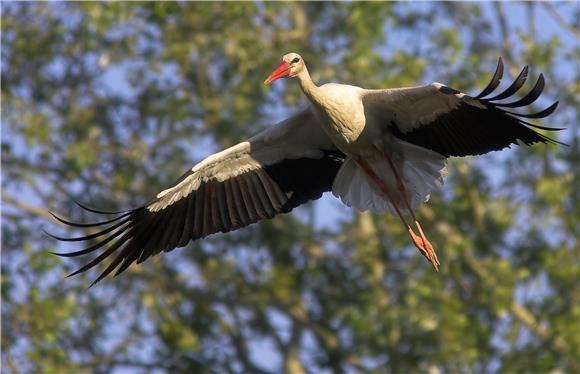 Svjetski dan ptica selica u zagrebačkom ZOO-u                                                                                                                                                                                                   