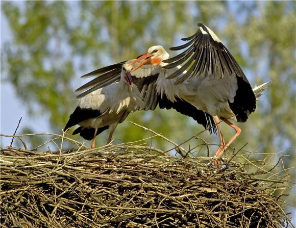 Rode iz ZOO-a u Lonjskome polju - spremne za Afriku                                                                                                                                                                                             