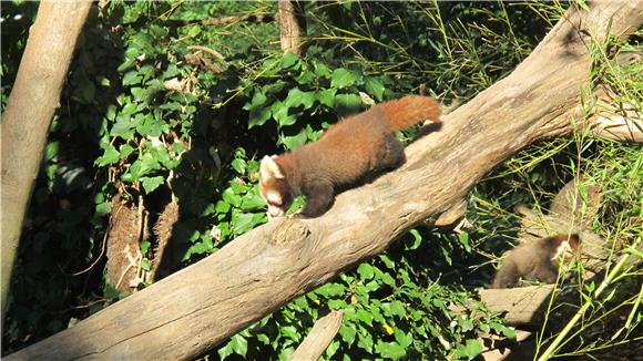 "Dan crvenih panda" u zagrebačkom ZOO-u                                                                                                                                                                                                         