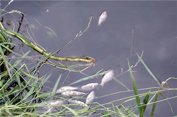 Pomor ribe kraj Osijeka                                                                                                                                                                                                                         