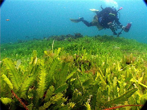 Pošast alge Caulerpe racemose - otkriveno veliko stanište kod Šolte                                                                                                                                                                             