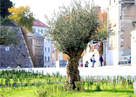 Stogodišnje masline na Manuskoj poljani                                                                                                                                                                                                         