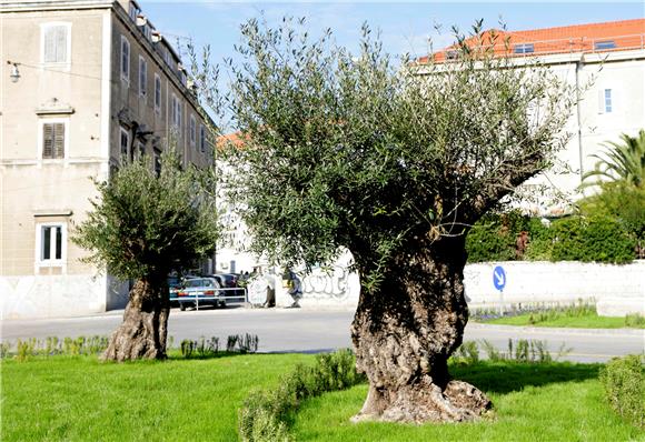 Stogodišnje masline na Manuskoj poljani                                                                                                                                                                                                         