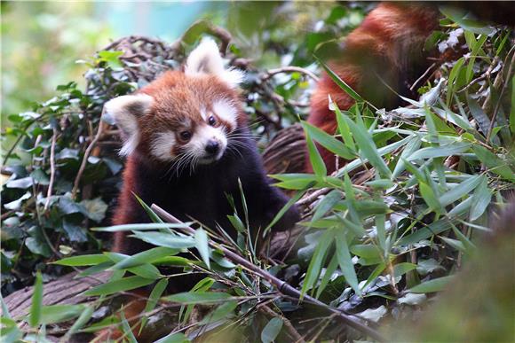 Dan crvenih panda u zagrebačkome Zoološkom vrtu                                                                                                                                                                                                 