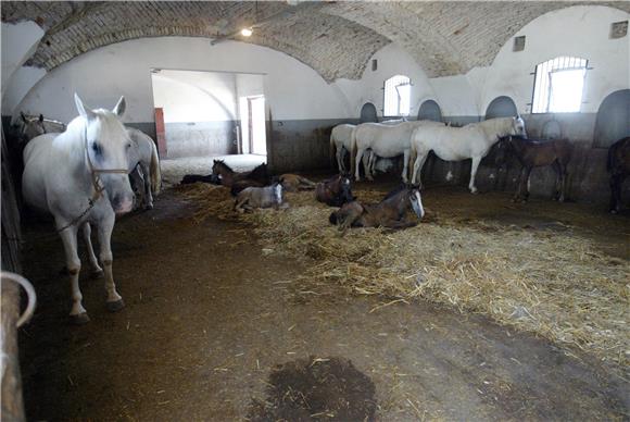 Đakovo: prosvjed za Ergelu, na pomolu rješenje                                                                                                                                                                                                  