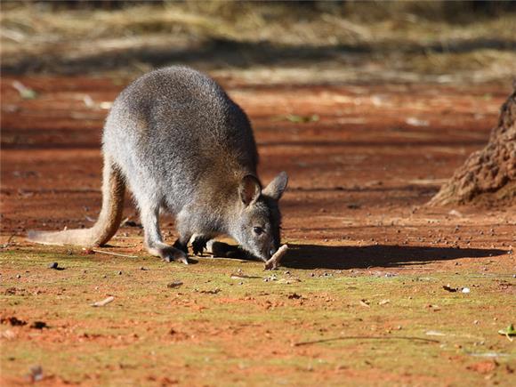 Australija u Zoološkom vrtu grada Zagreba                                                                                                                                                                                                       