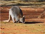 Australija u Zoološkom vrtu grada Zagreba                                                                                                                                                                                                       