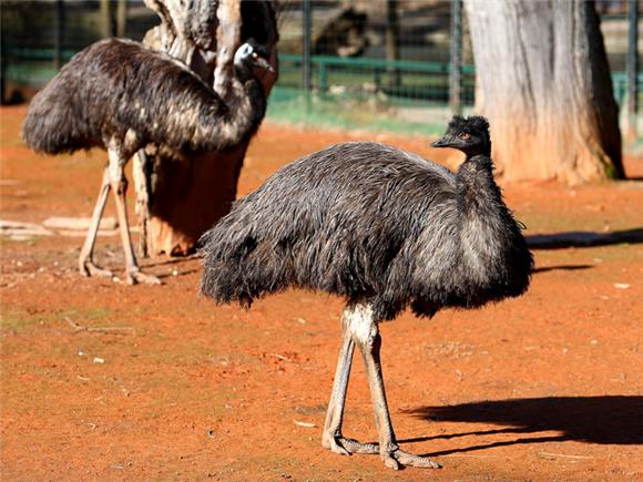 Australija u Zoološkom vrtu grada Zagreba                                                                                                                                                                                                       