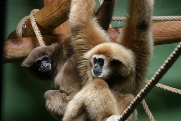 U zagrebački ZOO stigle dvije kapibare i gibonica                                                                                                                                                                                               