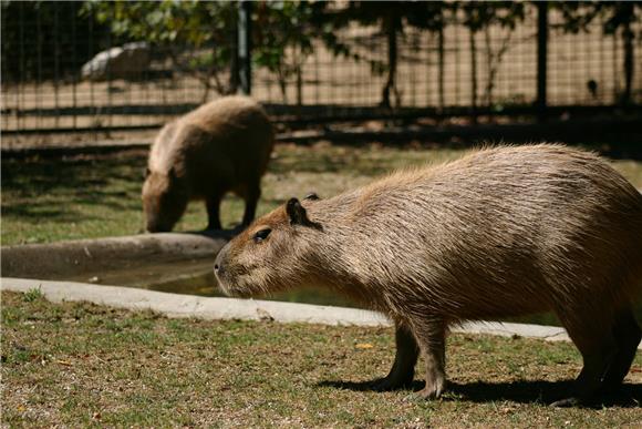 U zagrebački ZOO stigle dvije kapibare i gibonica                                                                                                                                                                                               