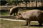 U zagrebački ZOO stigle dvije kapibare i gibonica                                                                                                                                                                                               