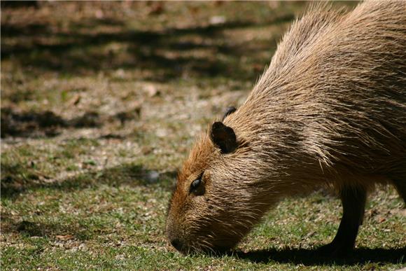 U zagrebački ZOO stigle dvije kapibare i gibonica                                                                                                                                                                                               