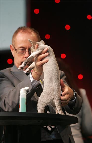 Best in show na Svjetskoj izložbi mačaka World Cat Show 2012. u Areni Zagreb                                                                                                                                                                    