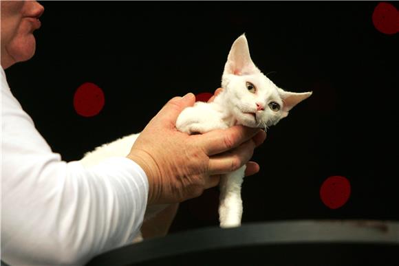 Best in show na Svjetskoj izložbi mačaka World Cat Show 2012. u Areni Zagreb                                                                                                                                                                    