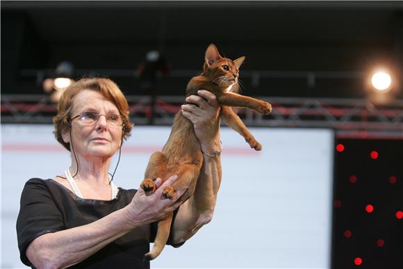 Best in show na Svjetskoj izložbi mačaka World Cat Show 2012. u Areni Zagreb                                                                                                                                                                    