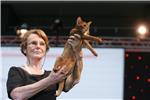 Best in show na Svjetskoj izložbi mačaka World Cat Show 2012. u Areni Zagreb                                                                                                                                                                    