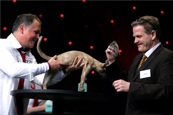 Best in show na Svjetskoj izložbi mačaka World Cat Show 2012. u Areni Zagreb                                                                                                                                                                    