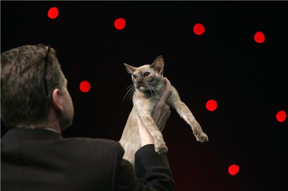 Best in show na Svjetskoj izložbi mačaka World Cat Show 2012. u Areni Zagreb                                                                                                                                                                    