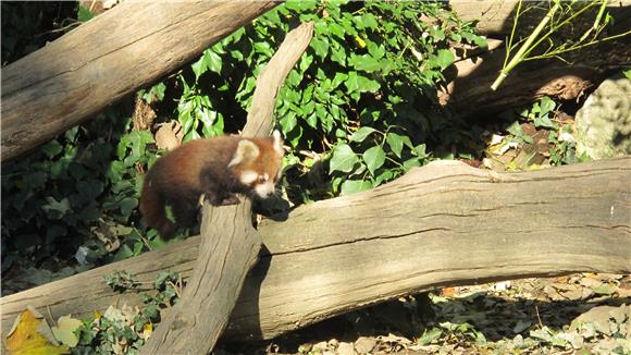 'Dan crvenih panda' u zagrebačkom ZOO-u                                                                                                                                                                                                         