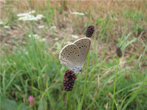 Ekološka mreža Natura 2000 obuhvaća oko 30 posto Hrvatske                                                                                                                                                                                       