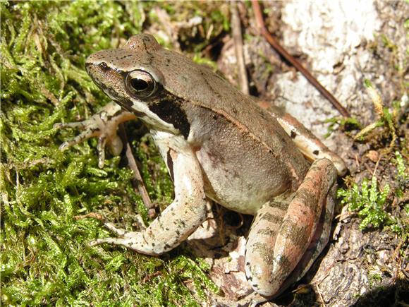 Ekološka mreža Natura 2000 obuhvaća oko 30 posto Hrvatske                                                                                                                                                                                       