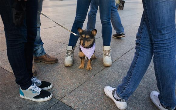 Poziv na javni prosvjed protiv trovanja pasa                                                                                                                                                                                                    